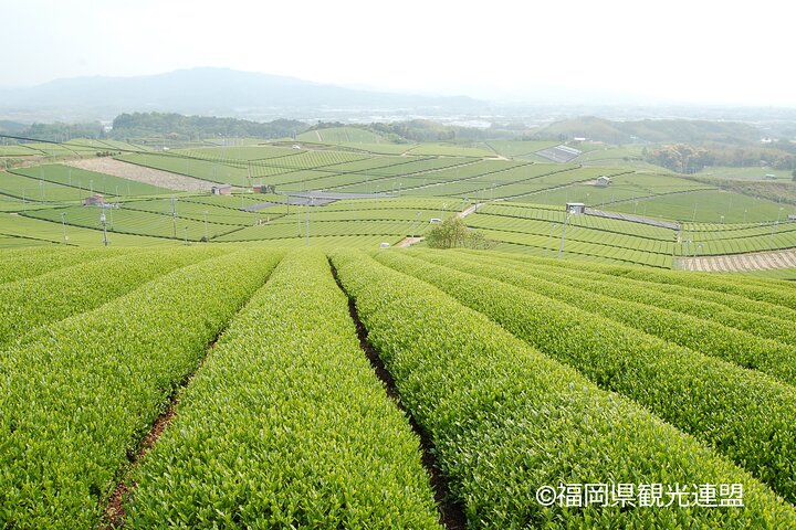YokaBus Heritage in a Cup of a Yame Tea & Sake Tasting Expedition